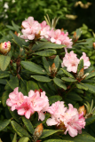 Rhododendron 'Grumpy' RCP6-2014 079.JPG